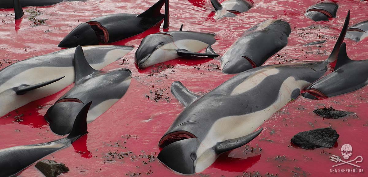 Mattanza alle Isole Faroe: 1500 delfini in un mare di sangue