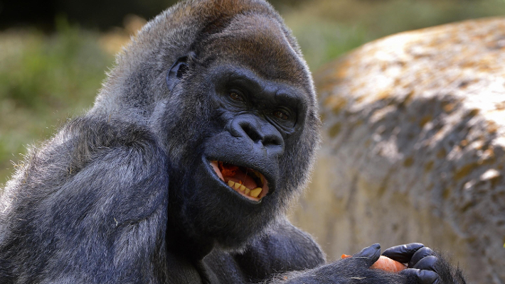 Gorilla Ozzie, morto a 61 anni