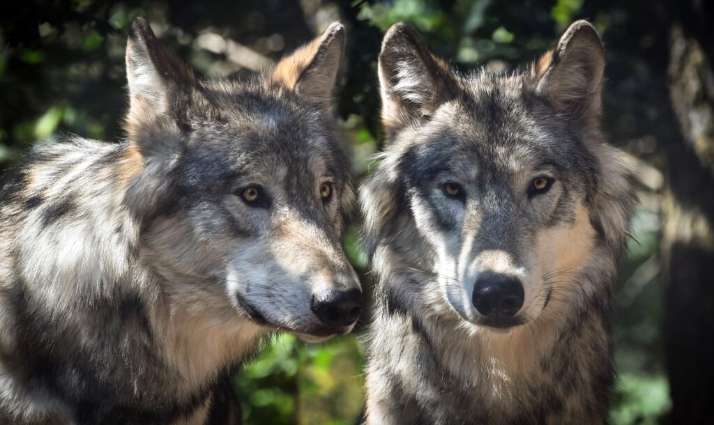 coppia di lupi